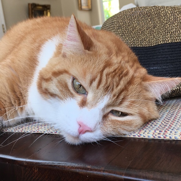 Meet your Posher, M - Picture 4 of 6